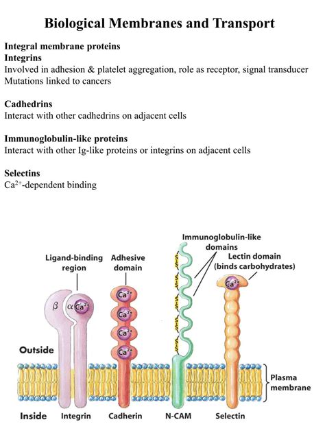 PPT - Biological Membranes and Transport PowerPoint Presentation, free download - ID:1439245