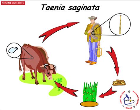 NCSU Veterinary Parasitology