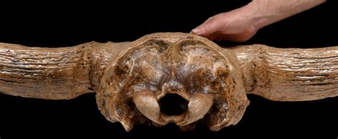 FOSSIL STEPPE BISON SKULL ICE AGE WISENT PRISCUS