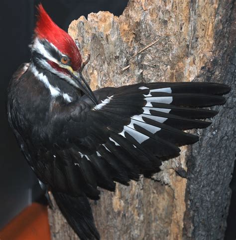 Dryocopus pileatus (pileated woodpecker) 1 | Dryocopus pilea… | Flickr