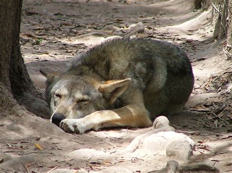 Free wolf sleeping Stock Photo - FreeImages.com