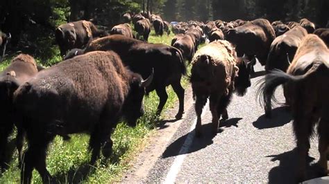 Buffalo stampede/herd in Yellowstone National Park (PART 2) - YouTube