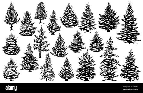 Christmas snowy pine trees. Xmas snow covered pine trees silhouettes ...