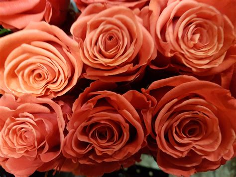 Bulk Orange Roses Crush- 50 cm - Toronto Bulk Flowers Wholesale