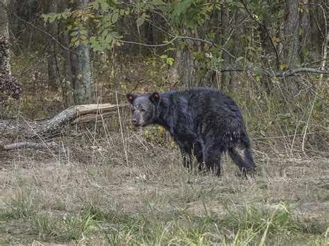 Louisiana Black Bear Populations Rebound | The Heart of Louisiana