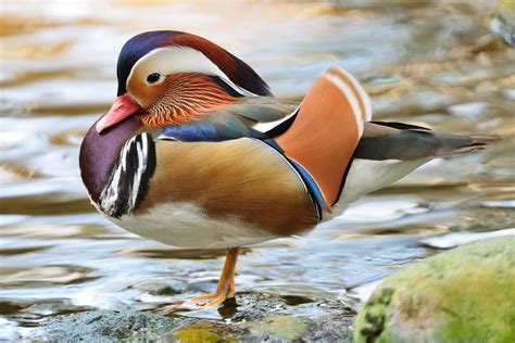 14 Incredible Duck Species | Duck species, Wild duck, Animals