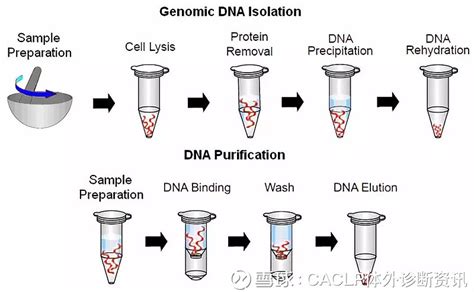 漫谈磁珠法核酸提取 人类对核酸物质的了解始于1869年，这一年Friederich Miescher从白细胞的细胞核中分离出一种他称之为“核... - 雪球