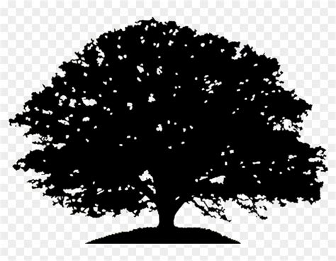 Oak Tree Silhouette Drawing Clip Art - Black And White Oak Tree, HD Png ...