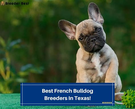 4 Best French Bulldog Breeders In Texas! (2024) - Breeder Best