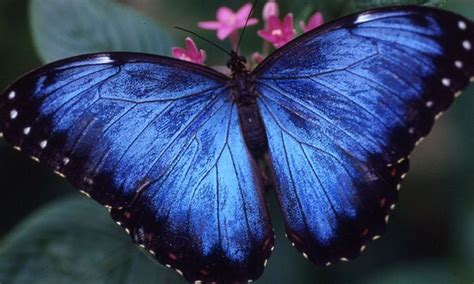 Houston Museum of Natural Science: Butterfly Center - Any Available ...