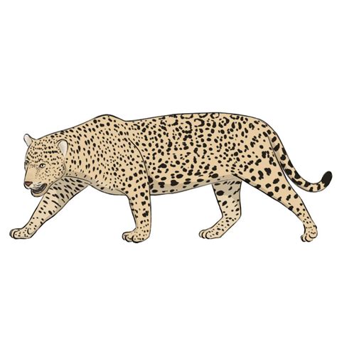 How to Draw a Jaguar - Easy Drawing Art