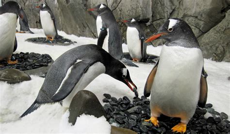 Win Sydney Aquarium Penguin Expedition passes | Australian Traveller