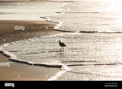 Coastal bird in silhouette at beach tide Stock Photo - Alamy