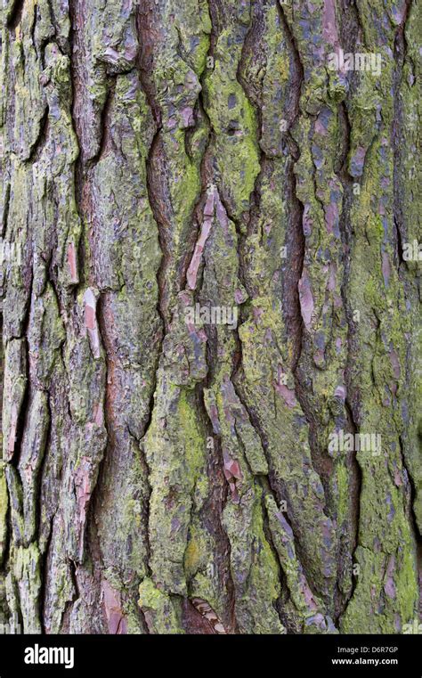 Pinus Sylvestris. Scots pine tree bark Stock Photo - Alamy