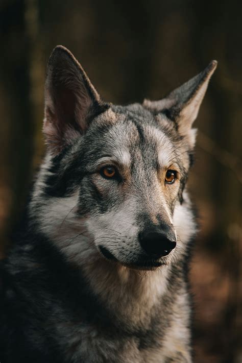 Saarloos Wolfdog Breed: A Unique and Fascinating Canine!