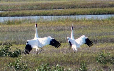 Aransas National Wildlife Refuge – Bird Noetz