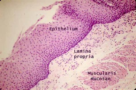 Stratified Squamous Epithelium Non Keratinized Esophagus