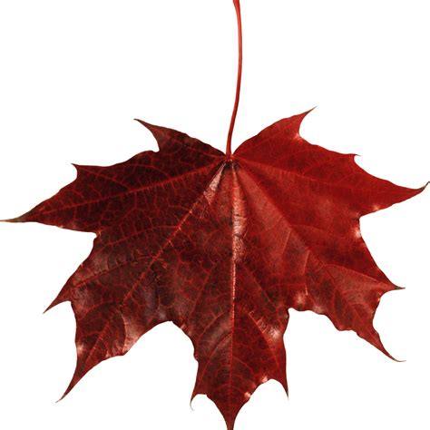 Canadian Maple Leaf Png Photos