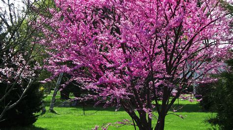 Flowering Trees In North Texas / Texas Top 5 Summer Flowering Trees ...