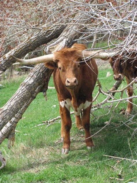 Longhorn Cattle 2 Free Photo Download | FreeImages