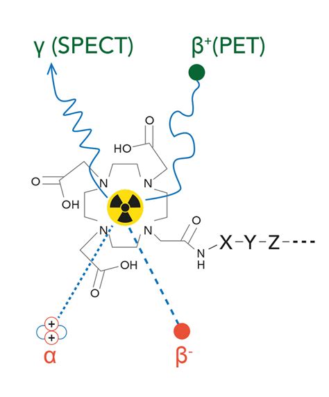 Molecular probes: a favourable tactic for the diagnosis and treatment of cancer