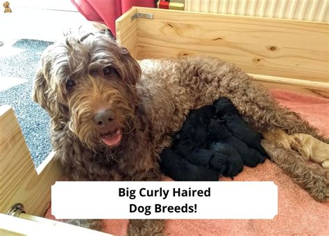 11 Big Curly Haired Dog Breeds!