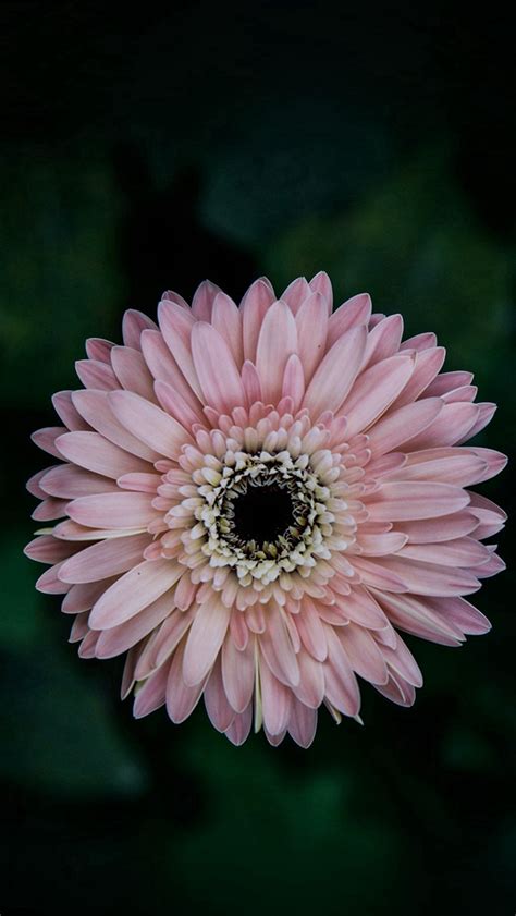 Pure Daisy Flower Center Pink iPhone Wallpapers Free Download