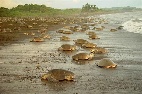 Private Limon Shore Excursion: Tortuguero Canals Tour 2024