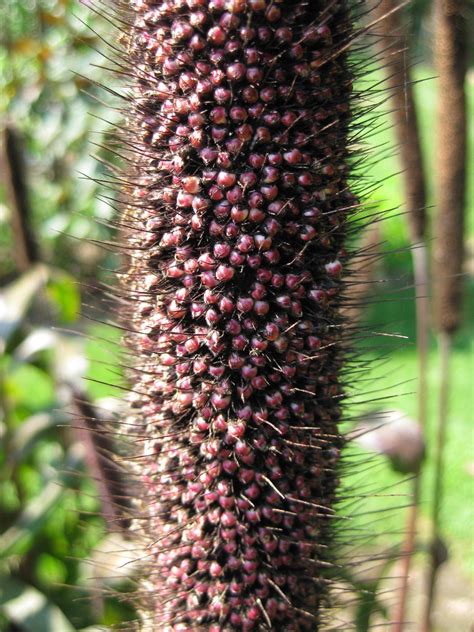 Pennisetum glaucum seeds for birds (1) - Rotary Botanical Gardens