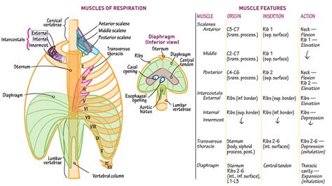 Gross Anatomy: Muscles of Respiration | ditki medical & biological sciences