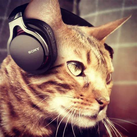 Do Cats Like Music? - The Purrington Post