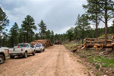 Philmont announces $1.3M restorative thinning project - The Chronicle-News