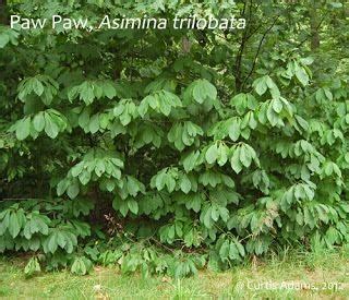 Common pawpaw tree, alternate untoothed leaves with pointed tips. Small green fruit in July ...