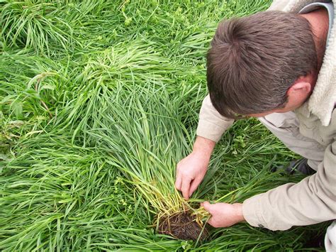 MAGNIFF PERENIAL RYE GRASS SEED | Grain & Seed - Rye For Sale