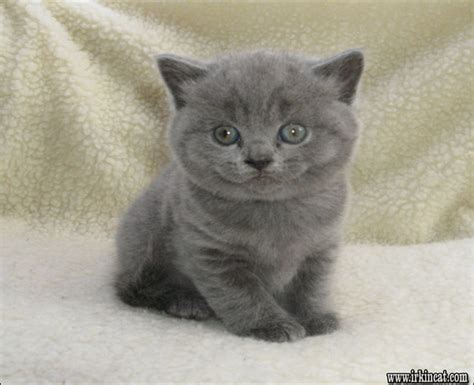 British Shorthair Kittens For Adoption - the Story - irkincat.com : irkincat.com