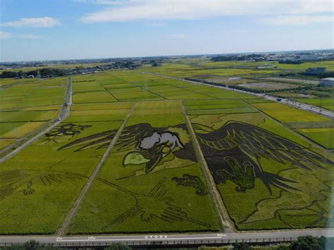 Rice Field Art - HERITAGE TOWN GYODA