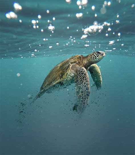 Marine Turtles Endangered Animals :: Behance