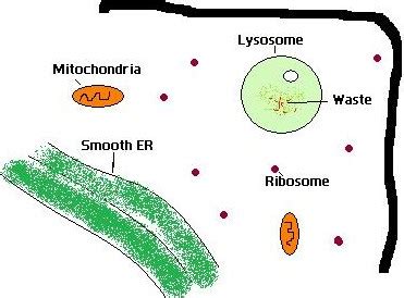 Difference Between Lysozyme and Lysosome | Compare the Difference Between Similar Terms