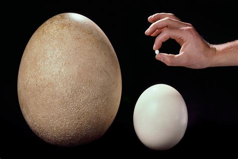 The Surprising Link Between Egg Shape and Bird Flight