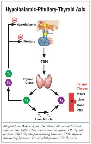 Hypothalamic — Pituitary — Thyroid Axis | Maitland Chiropractor - The Bolick Clinic of ...