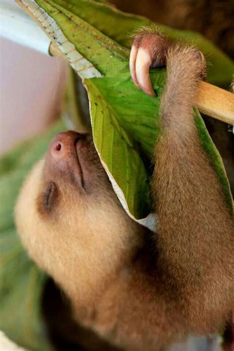 Sleeping sloth | Baby sloth, Sloth, Sloth life