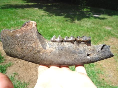 Gorgeous Juvenile Tapir Mandible with Four Teeth | Recently Sold ...