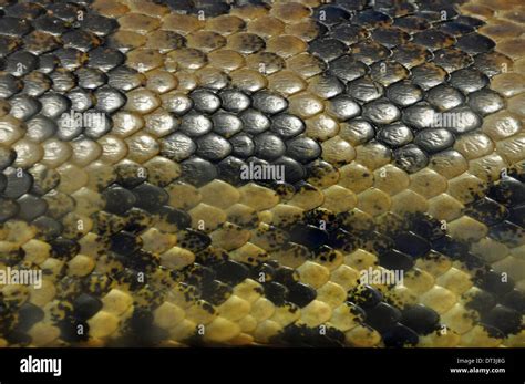 Yellow anaconda snake skin covered in textured scales animal background ...