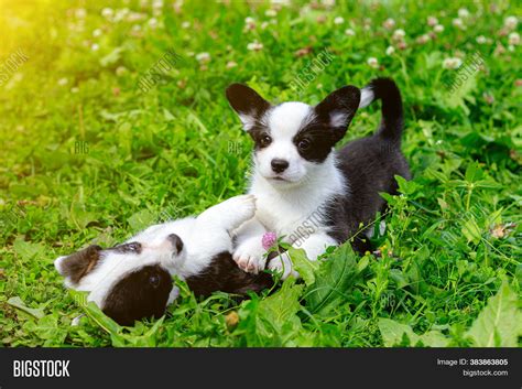 Corgi Puppies Play On Image & Photo (Free Trial) | Bigstock