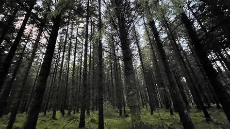 Ballykelly Forest - Ballykelly - Causeway Coast & Glens