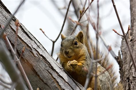 Squirrel Tree Paws - Free photo on Pixabay - Pixabay