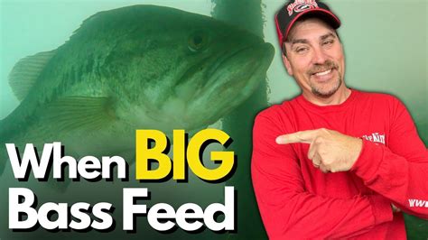 The TRUTH About When Big Bass Feed – Bass Manager | The Best Bass Fishing Page On The Internet