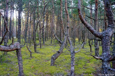 forest in Estonia | Forest, Tree, Plants