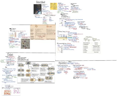 Bacteria Structure 3 Endotoxins Exotoxins | PDF