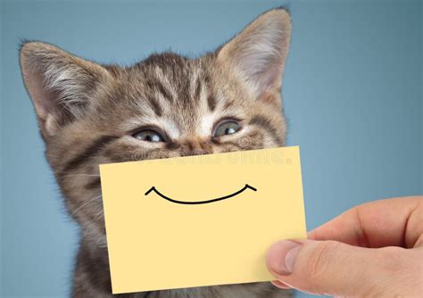 Happy Cat Closeup Portrait with Funny Smile on Cardboard Stock Photo - Image of positive, blue ...